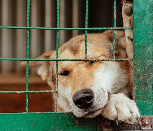 Hàn Quốc ra sao sau luật cấm nhân giống hoặc giết mổ, phân phối thịt chó có hiệu lực? Hàn Quốc ra sao sau luật cấm nhân giống hoặc giết mổ, phân phối thịt chó có hiệu lực?