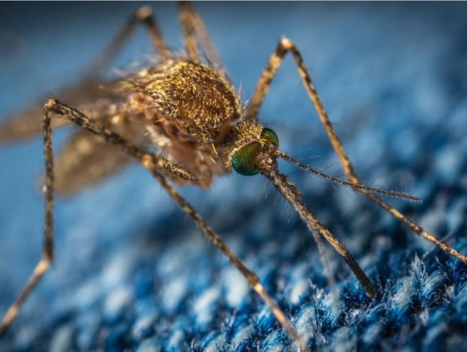 Nevada: Muỗi mang virus West Nile tăng đáng kể ở thung lũng Las Vegas, địa phương lên tiếng cảnh báo Nevada: Muỗi mang virus West Nile tăng đáng kể ở thung lũng Las Vegas, địa phương lên tiếng cảnh báo