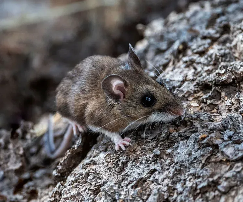 Canada ghi nhận ca nghi nhiễm hantavirus liên quan tàu du lịch MV Hondius