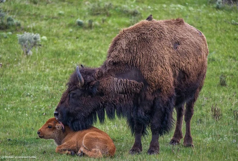 Yellowstone - &ldquo;bảo t&agrave;ng sống&rdquo; lưu giữ vẻ đẹp hoang d&atilde;