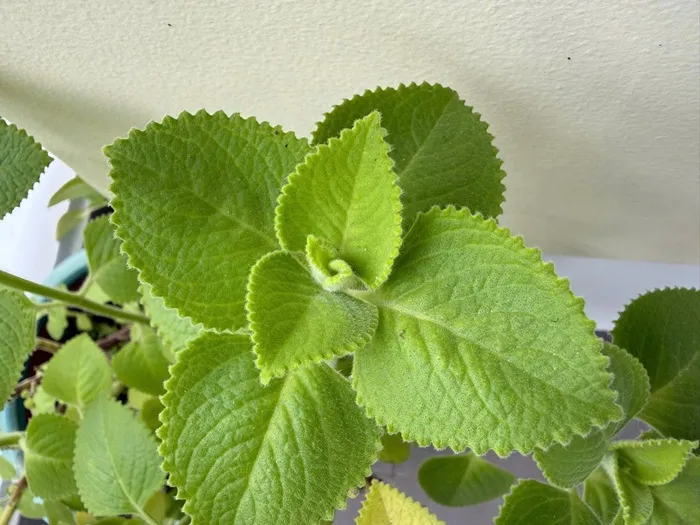 la-hung-chanh-thao-duoc-dan-gian-tri-ho-giai-cam-tang-cuong-suc-khoe-2_11zon.webp Lá húng chanh - Thảo dược dân gian trị ho, giải cảm, tăng cường sức khỏe