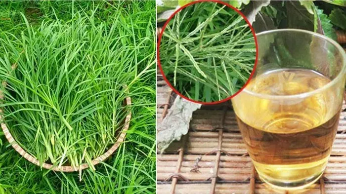 Cỏ mần trầu: Dược liệu qu&yacute; v&agrave; c&ocirc;ng dụng &iacute;t người biết