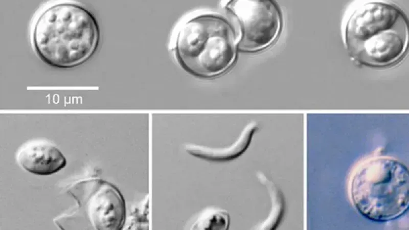 Thu hồi xà lách iceberg liên quan ổ dịch cyclosporiasis trên toàn Hoa Kỳ