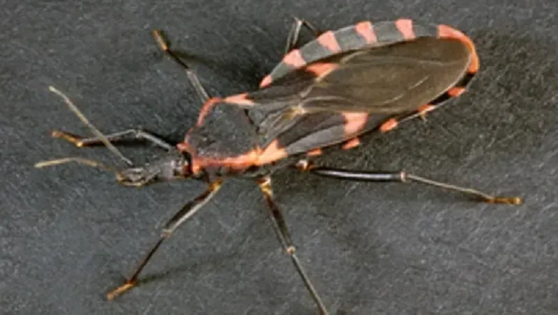 Bệnh Chagas: Mối nguy hiểm từ “bọ hôn” có dấu hiệu lan rộng tại Hoa Kỳ