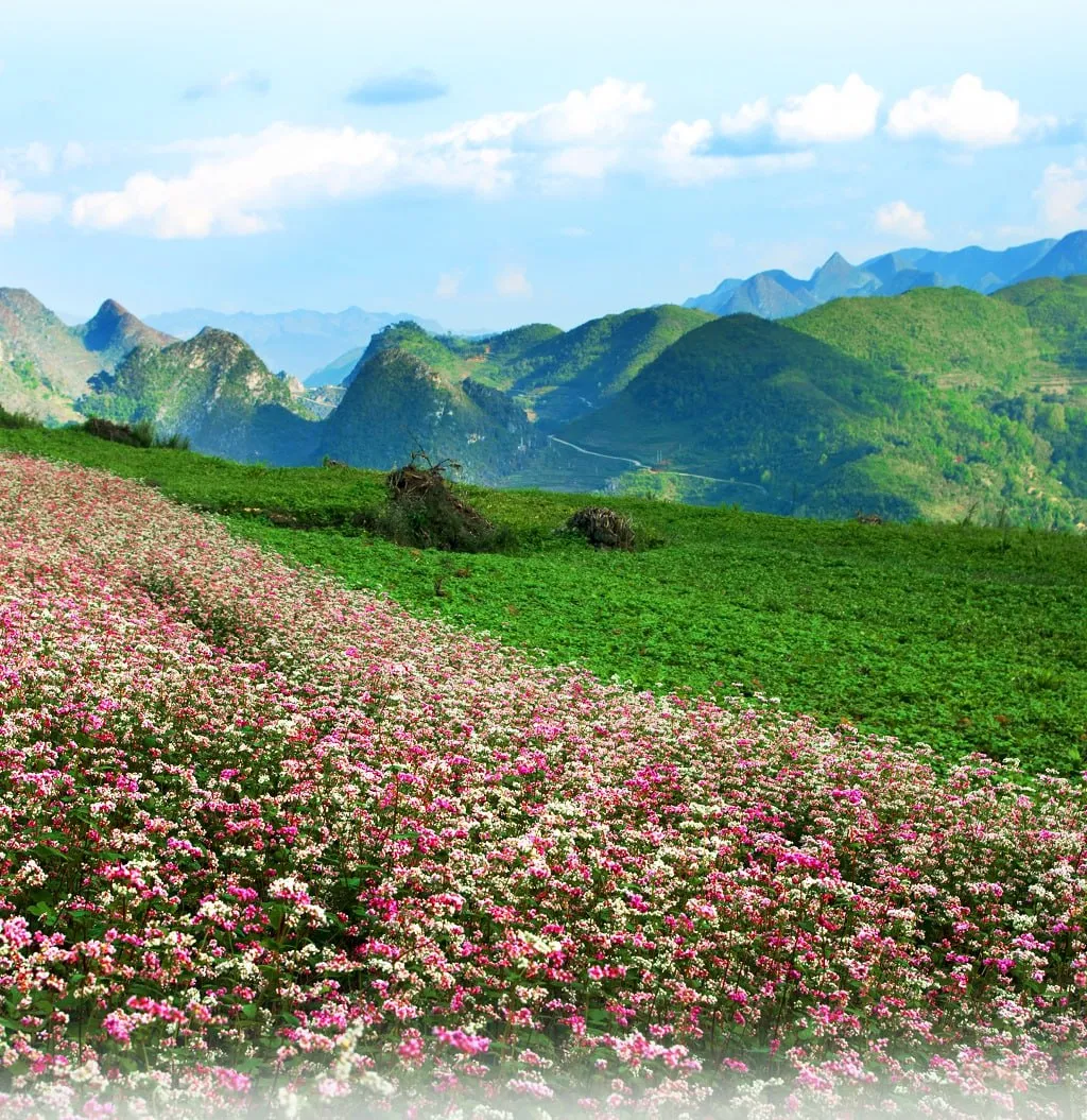 Khám phá vẻ đẹp hoang sơ và hùng vĩ của Việt Nam