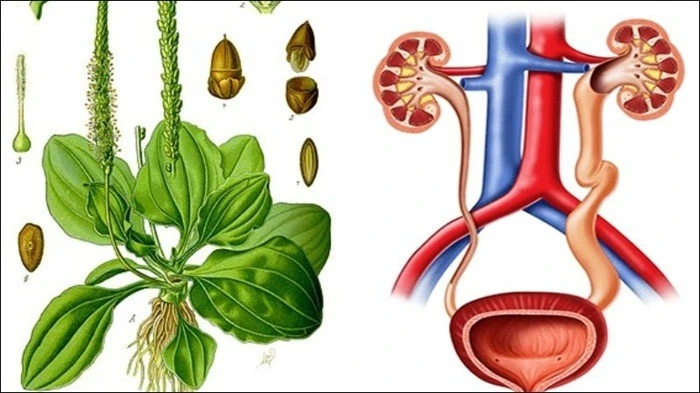 Lo&agrave;i c&acirc;y ven đường mệnh danh l&agrave; &ldquo;khắc tinh&rdquo; sỏi thận