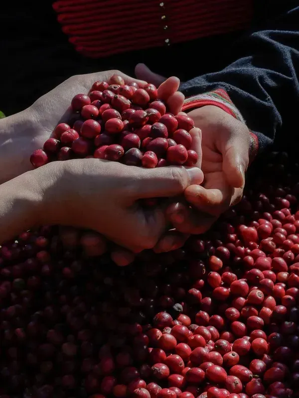 C&agrave; ph&ecirc; Việt c&oacute; chịu sức &eacute;p vụ Hoa Kỳ dỡ bỏ thuế quan Brazil?