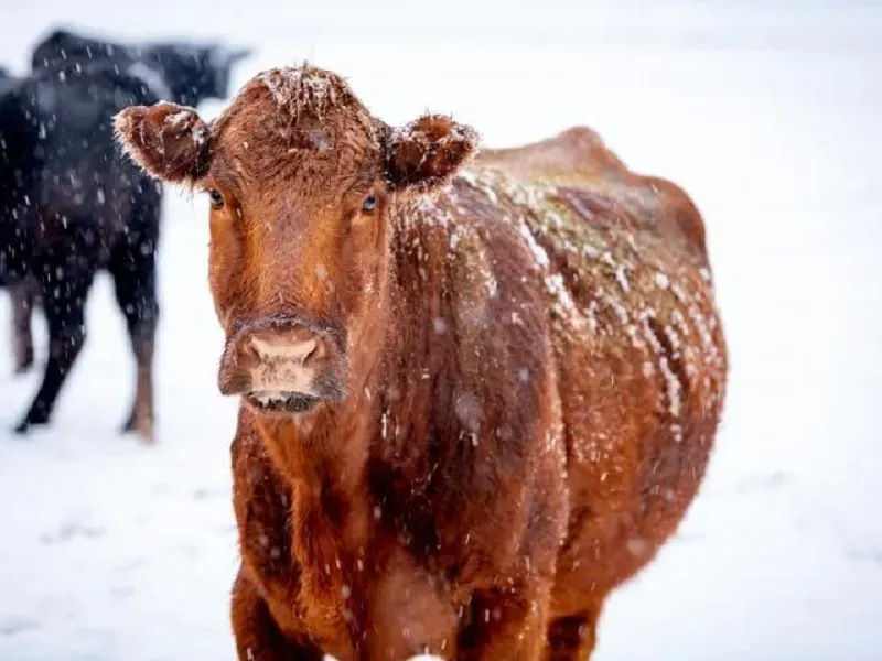Hoa Kỳ tạm thời bãi bỏ thuế ngoài hạn ngạch đối với thịt bò nhập khẩu