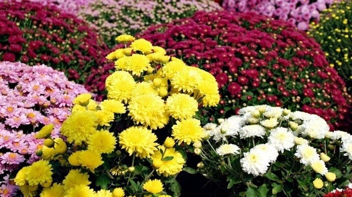 bo_tu_cay_canh_ngay_tet_mang_sinh_khi_va_tai_loc_cho_gia_dinh (3).webp Bộ tứ cây cảnh ngày Tết mang sinh khí và tài lộc cho gia đình