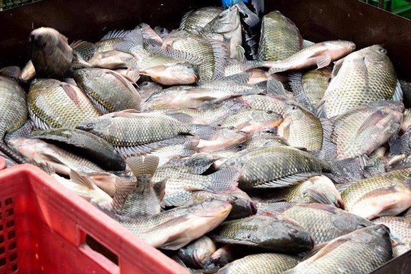 Hoa Kỳ đầu tư 15,2 triệu USD th&uacute;c đẩy chuỗi gi&aacute; trị c&aacute; r&ocirc; phi Việt Nam 