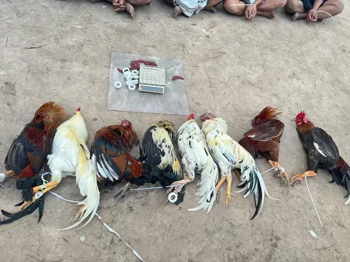 triet-pha-diem-danh-bac-da-ga-quy-mo-lon-hoat-dong-trong-va-sau-tet-2.webp Triệt phá điểm đánh bạc, đá gà quy mô lớn hoạt động trong và sau Tết