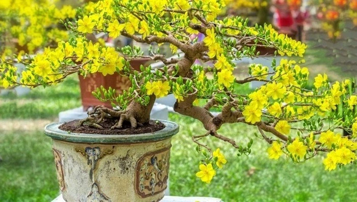 Bộ tứ cây cảnh ngày Tết mang sinh khí và tài lộc cho gia đình Bộ tứ cây cảnh ngày Tết mang sinh khí và tài lộc cho gia đình