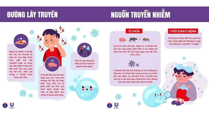 Việt Nam: Bệnh liên cầu lợn bùng phát ở Huế, mối nguy từ thói quen ăn tiết canh 
