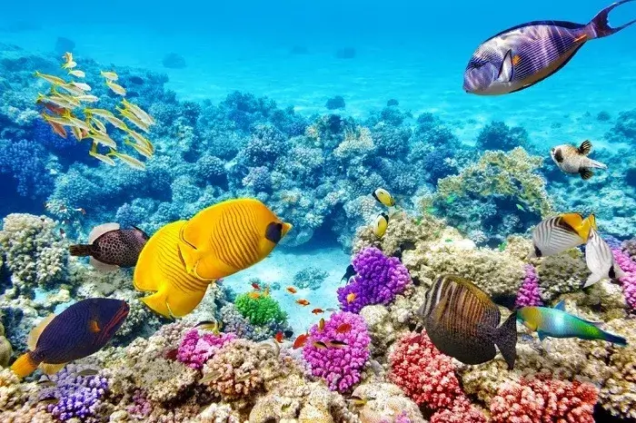 Hòn Mun: "Vương quốc san hô" giữa lòng vịnh Nha Trang