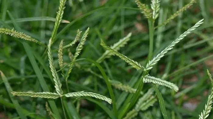 Cỏ mần trầu: Dược liệu qu&yacute; v&agrave; c&ocirc;ng dụng &iacute;t người biết