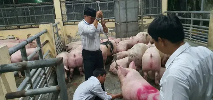 Triệt ph&aacute; đường d&acirc;y &ldquo;vỗ b&eacute;o&rdquo; heo bằng Salbutamol, hơn 10.000 tấn thịt ra thị trường 