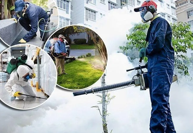 Cảnh báo nguy cơ bệnh Chikungunya xâm nhập Việt Nam