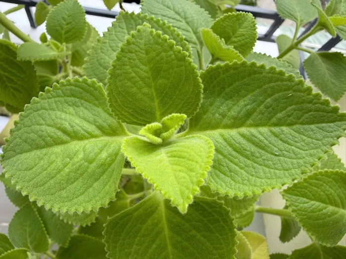 la-hung-chanh-thao-duoc-dan-gian-tri-ho-giai-cam-tang-cuong-suc-khoe-4_11zon.webp Lá húng chanh - Thảo dược dân gian trị ho, giải cảm, tăng cường sức khỏe