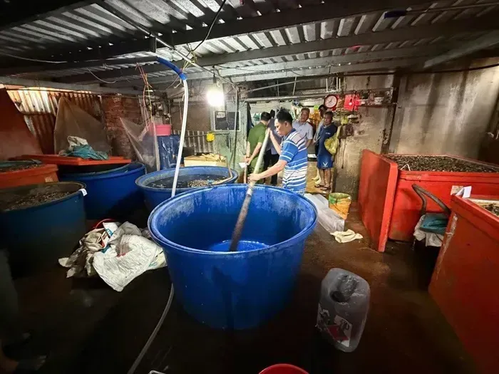 Tiếp tục triệt ph&aacute; đường d&acirc;y ng&acirc;m 3.000 tấn ốc bươu bằng &ldquo;thủy tinh lỏng&rdquo;