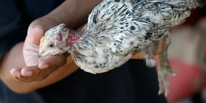 WHO cảnh báo cúm A/H5N1 vẫn tiềm ẩn nguy cơ gây đại dịch toàn cầu
