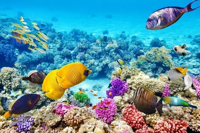  Hòn Mun: "Vương quốc san hô" giữa lòng vịnh Nha Trang