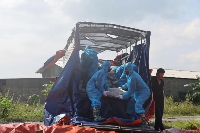 Việt Nam: Phát hiện 38 tấn thịt nhiễm dịch tả heo châu Phi 