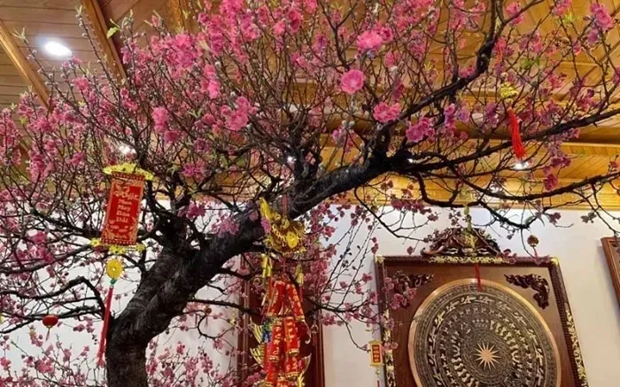 Hoa đào ngày Tết - Sắc xuân gìn giữ hồn Việt Hoa đào ngày Tết - Sắc xuân gìn giữ hồn Việt