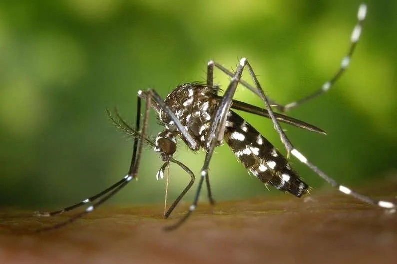 Cảnh báo nguy cơ bệnh Chikungunya xâm nhập Việt Nam Cảnh báo nguy cơ bệnh Chikungunya xâm nhập Việt Nam