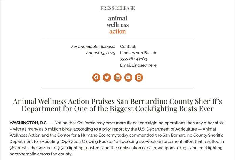 California trấn áp nạn đá gà, tiêu hủy 3.500 con gà chọi