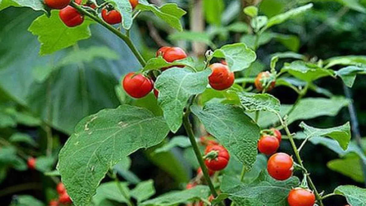 Những công dụng tuyệt vời cho gan của cà gai leo Những công dụng tuyệt vời cho gan của cà gai leo