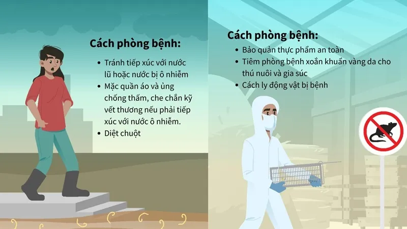 Mùa mưa lũ: Cảnh báo nguy cơ bệnh xoắn khuẩn vàng da