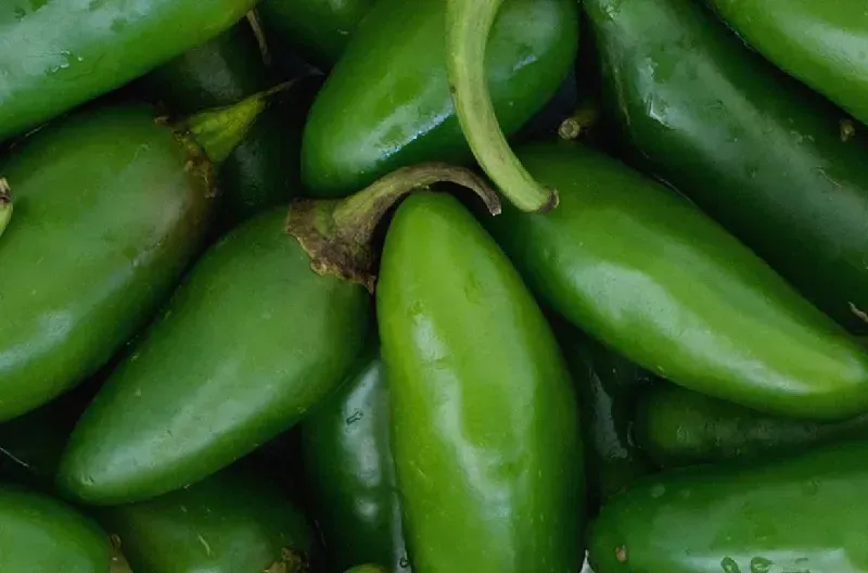 Loại bỏ ớt jalapeño trên toàn lãnh thổ Hoa Kỳ do nghi liên quan ổ dịch Salmonella