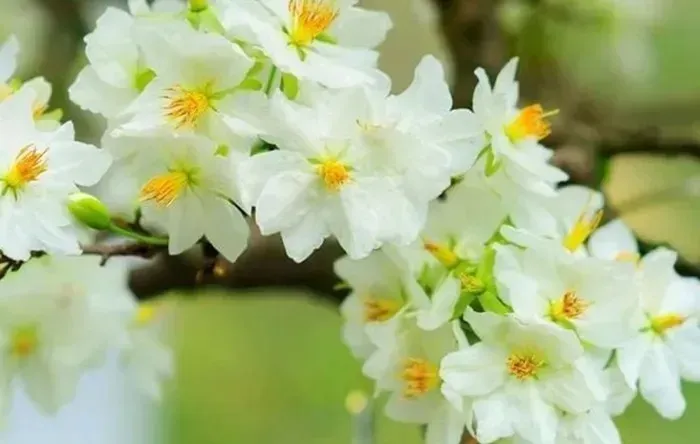 Mai v&agrave;ng - biểu tượng m&ugrave;a xu&acirc;n trong Tết cổ truyền Việt Nam