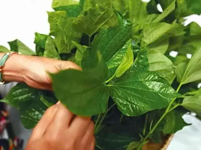 Cây lá lốt - Thần dược trong y học cổ truyền Cây lá lốt - Thần dược trong y học cổ truyền