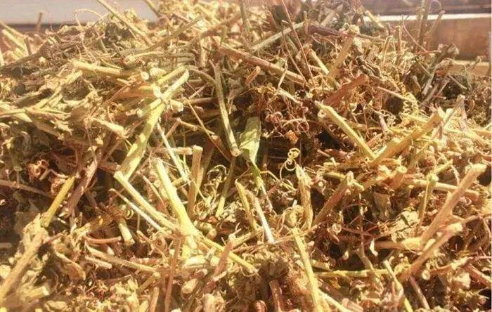 Cây chùm bao: Vị thuốc quý từ thiên nhiên