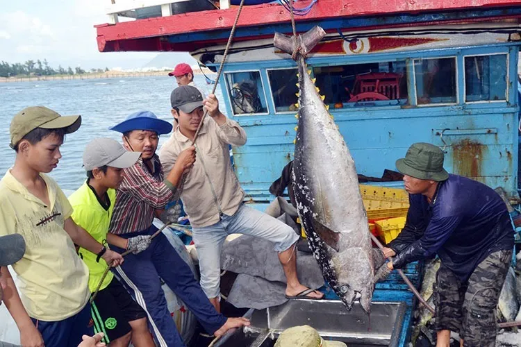 Thủy sản Việt Nam đối mặt thách thức kép từ thuế quan, lệnh cấm của Hoa Kỳ Thủy sản Việt Nam đối mặt thách thức kép từ thuế quan, lệnh cấm của Hoa Kỳ