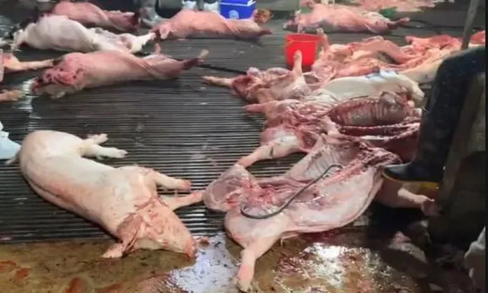 Khởi tố c&aacute;n bộ Chi cục Chăn nu&ocirc;i tiếp tay ti&ecirc;u thụ lợn mắc dịch tả ch&acirc;u Phi