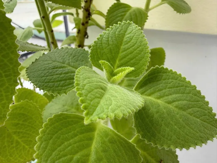 la-hung-chanh-thao-duoc-dan-gian-tri-ho-giai-cam-tang-cuong-suc-khoe-3_11zon.webp Lá húng chanh - Thảo dược dân gian trị ho, giải cảm, tăng cường sức khỏe