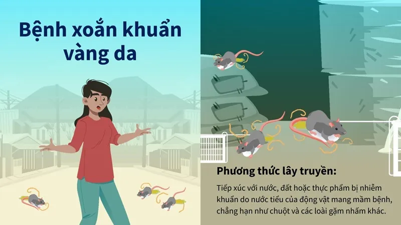 Mùa mưa lũ: Cảnh báo nguy cơ bệnh xoắn khuẩn vàng da