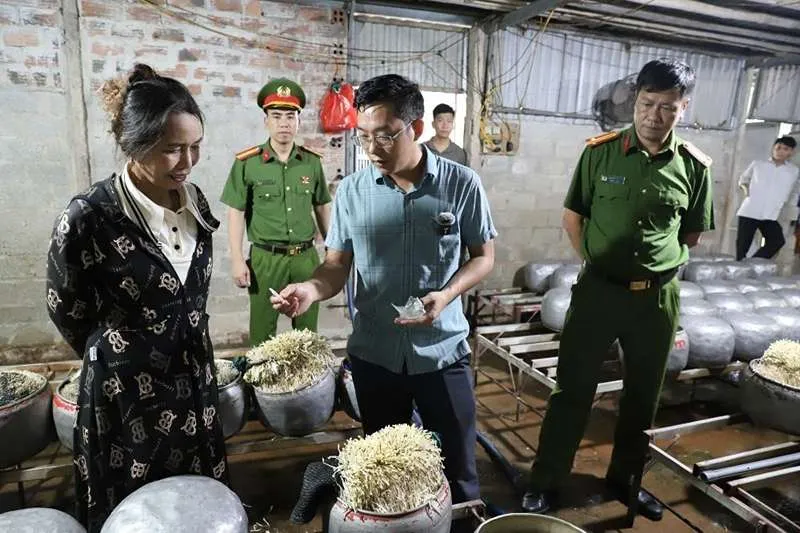 Việt Nam: Phát hiện cơ sở sử dụng chất cấm sản xuất nửa tấn giá đỗ 