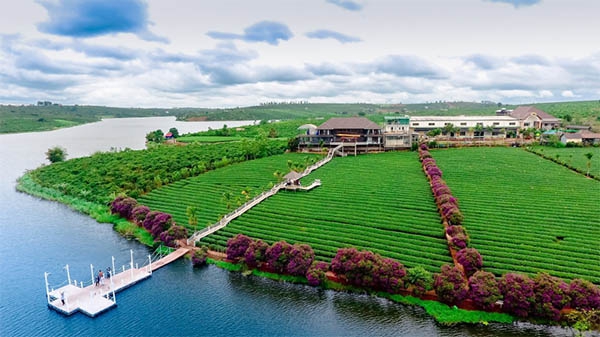 Du lịch tour trà những ngày đầu xuân Du lịch tour trà những ngày đầu xuân