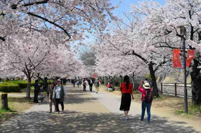 Bật mí về văn hóa ngắm hoa anh đào “Hanami” ở Nhật Bản Bật mí về văn hóa ngắm hoa anh đào “Hanami” ở Nhật Bản