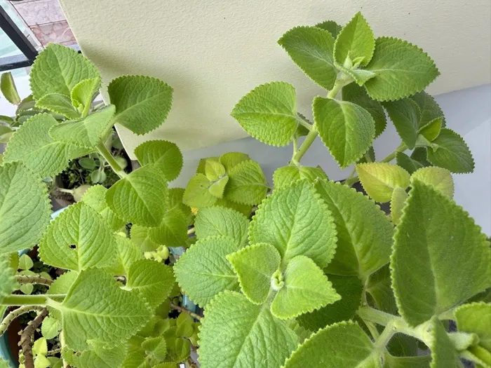 Lá húng chanh - Thảo dược dân gian trị ho, giải cảm, tăng cường sức khỏe Lá húng chanh - Thảo dược dân gian trị ho, giải cảm, tăng cường sức khỏe