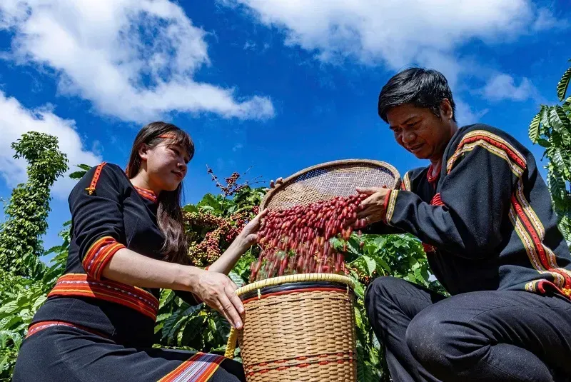 Cà phê Việt có chịu sức ép vụ Hoa Kỳ dỡ bỏ thuế quan Brazil? Cà phê Việt có chịu sức ép vụ Hoa Kỳ dỡ bỏ thuế quan Brazil?