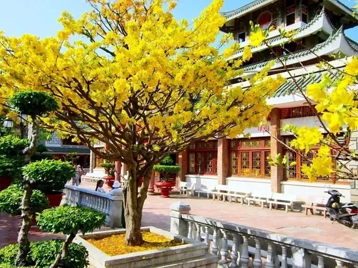 mai-vang-bieu-tuong-mua-xuan-trong-tet-co-truyen-viet-nam-1_11zon.webp Yellow Apricot Blossoms - The Symbol of Spring in Vietnam’s Traditional Lunar New Year