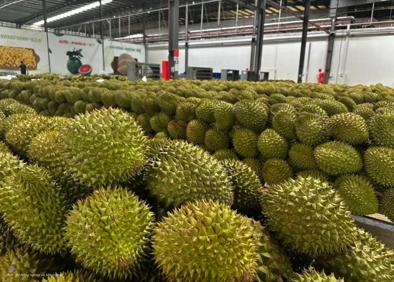 Ấn Độ ch&iacute;nh thức mở cửa cho sầu ri&ecirc;ng tươi Việt Nam 