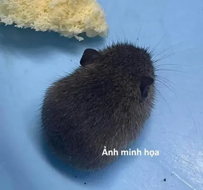 Xuất hiện ổ dịch virus Hanta chết người, Việt Nam cảnh b&aacute;o khẩn
