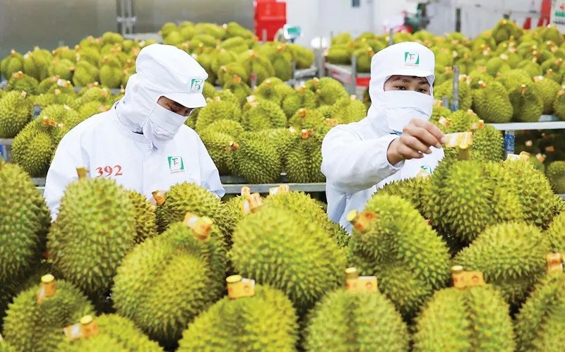 Ấn Độ chính thức mở cửa cho sầu riêng tươi Việt Nam