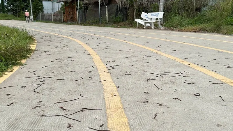 Mực nước sông Đồng Nai vượt báo động 2, nguy cơ ngập lụt rộng