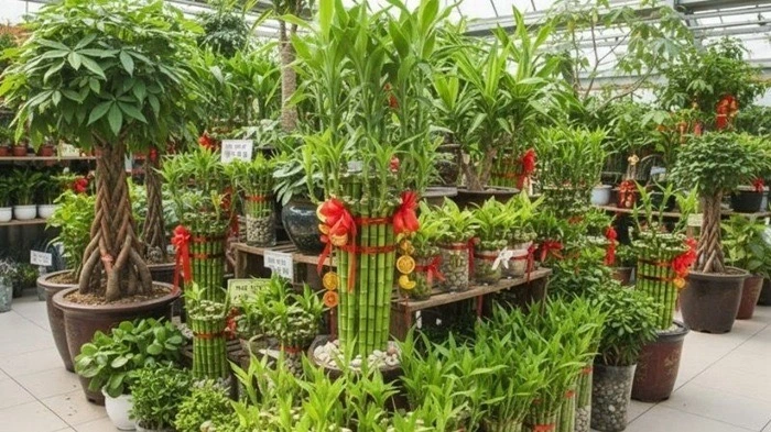 bo_tu_cay_canh_ngay_tet_mang_sinh_khi_va_tai_loc_cho_gia_dinh (4).webp Bộ tứ cây cảnh ngày Tết mang sinh khí và tài lộc cho gia đình